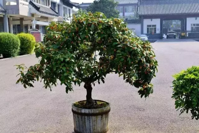 桂花盆栽花繁葉茂的竅門!