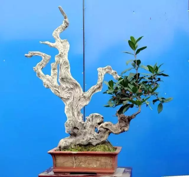 桂花盆栽花繁葉茂的竅門!