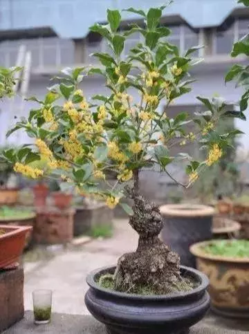 桂花盆栽花繁葉茂的竅門!