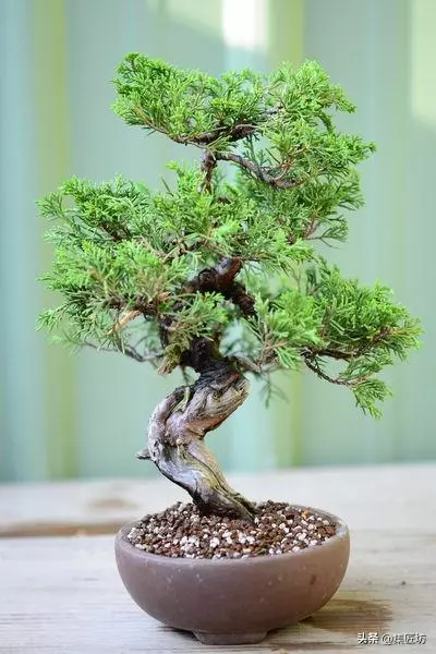 盆景動靜表達,小品真柏盆景改作實踐,學習盆景的「對立美」!