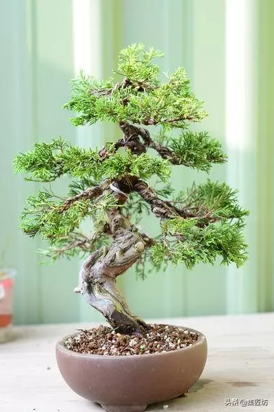 盆景動靜表達,小品真柏盆景改作實踐,學習盆景的「對立美」!