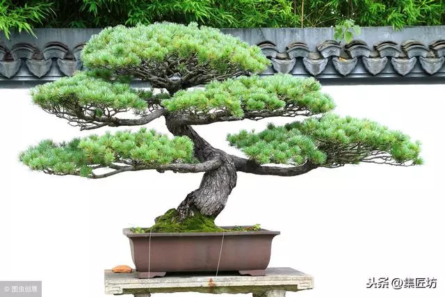 盆景動靜表達,小品真柏盆景改作實踐,學習盆景的「對立美」!