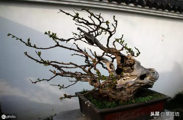 盆景動靜表達,小品真柏盆景改作實踐,學習盆景的「對立美」!