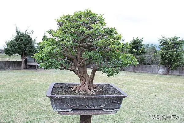 盆景動靜表達,小品真柏盆景改作實踐,學習盆景的「對立美」!