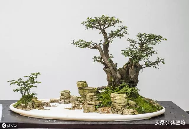 盆景動靜表達,小品真柏盆景改作實踐,學習盆景的「對立美」!
