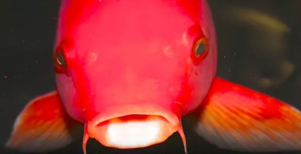 盤點地球上5種「最長生不老」的不死系生物!沒想到被譽為祥獸的「烏龜」只排名第4..