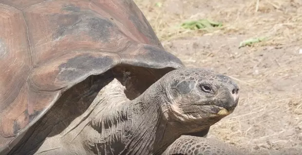 盤點地球上5種「最長生不老」的不死系生物!沒想到被譽為祥獸的「烏龜」只排名第4..