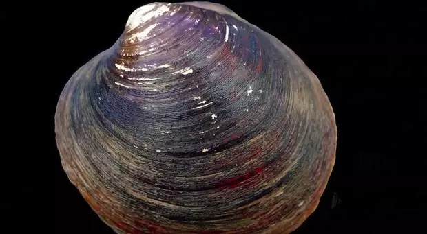 盤點地球上5種「最長生不老」的不死系生物!沒想到被譽為祥獸的「烏龜」只排名第4..