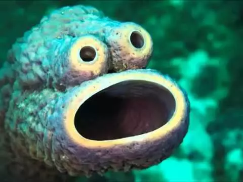 盤點地球上5種「最長生不老」的不死系生物!沒想到被譽為祥獸的「烏龜」只排名第4..