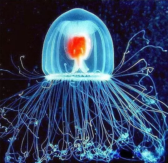 盤點地球上5種「最長生不老」的不死系生物!沒想到被譽為祥獸的「烏龜」只排名第4..