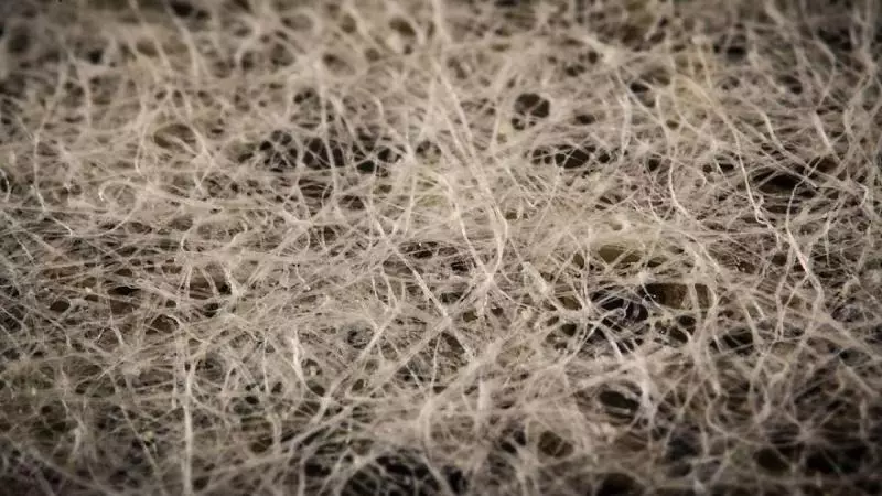 肥皂泡超有藝術感 28張「藏在日常裡的迷你世界」微距鏡頭照片