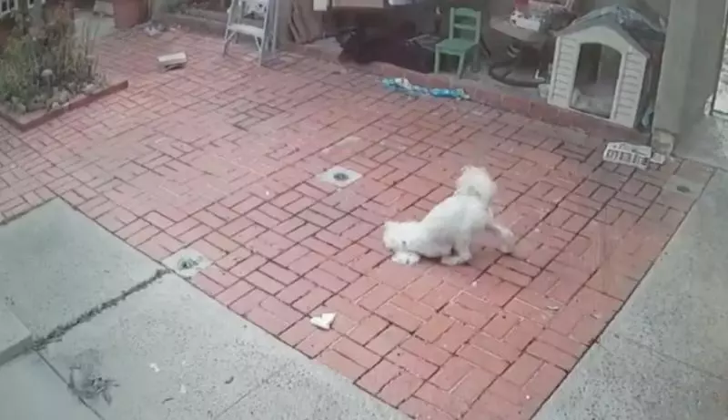 愛犬遭郵差「拿胡椒噴霧劑」朝眼裡噴 地上打滾1分鐘讓主人心痛:太可惡