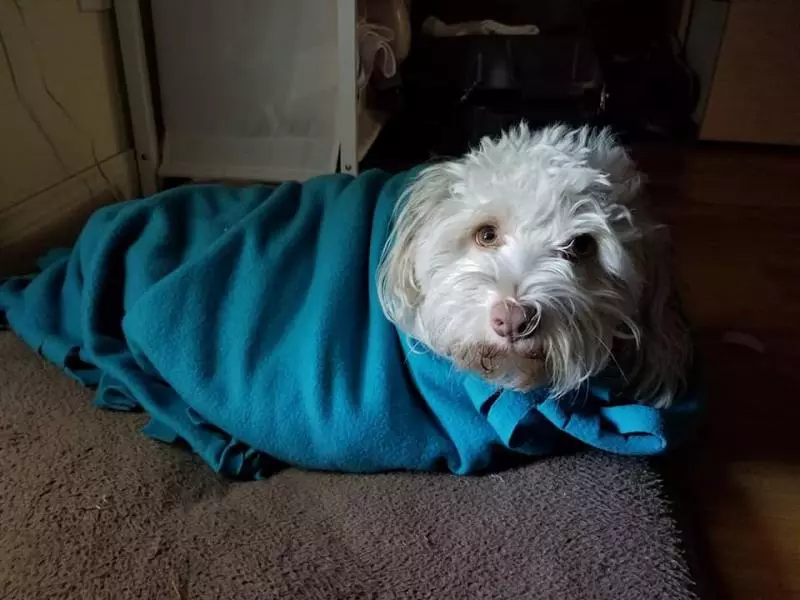 愛犬遭郵差「拿胡椒噴霧劑」朝眼裡噴 地上打滾1分鐘讓主人心痛:太可惡
