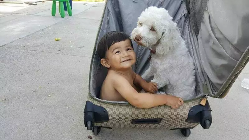 愛犬遭郵差「拿胡椒噴霧劑」朝眼裡噴 地上打滾1分鐘讓主人心痛:太可惡