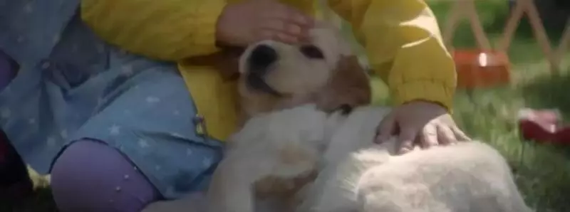 感動無數人的短片:原來這就是狗狗的一生……