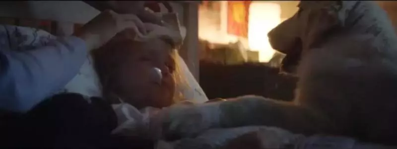 感動無數人的短片:原來這就是狗狗的一生……