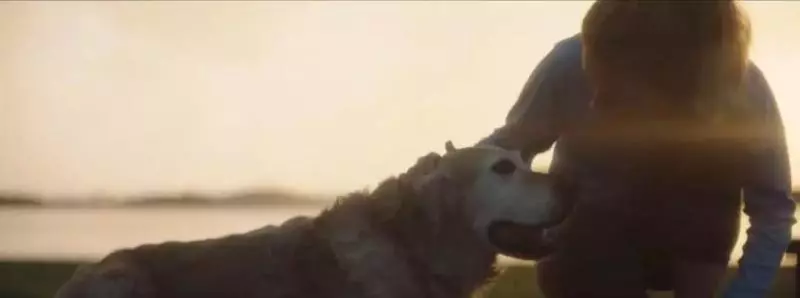感動無數人的短片:原來這就是狗狗的一生……