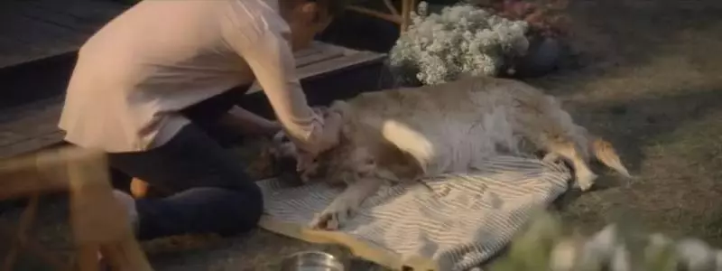 感動無數人的短片:原來這就是狗狗的一生……