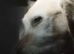 感動無數人的短片:原來這就是狗狗的一生……