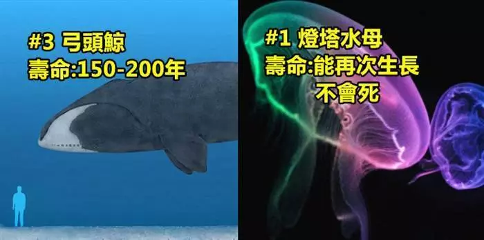 5個「可以在地球上活得最久」的生物