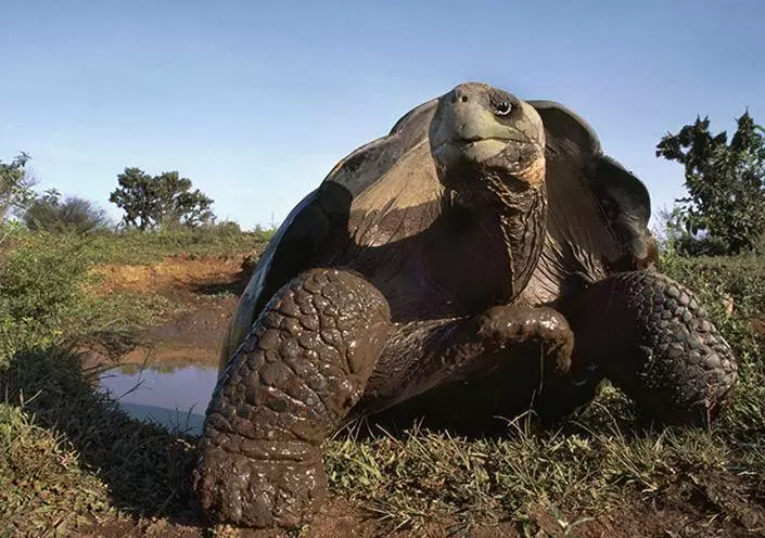 5個「可以在地球上活得最久」的生物