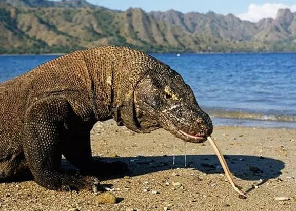 5個「可以在地球上活得最久」的生物