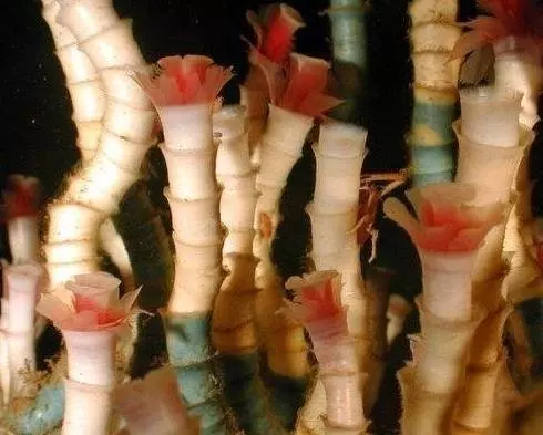 5個「可以在地球上活得最久」的生物