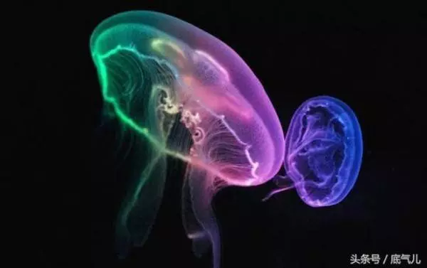 5個「可以在地球上活得最久」的生物