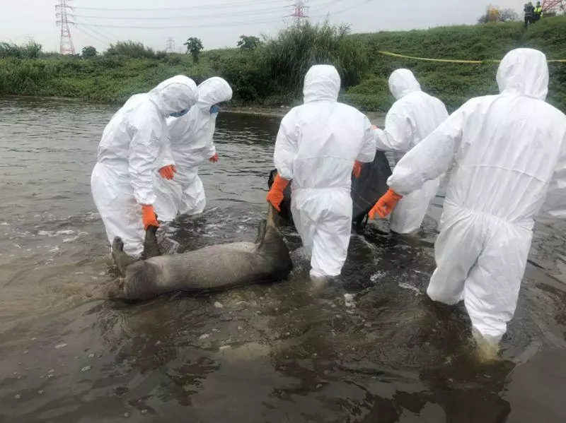 爽賺1.6億!台北肉羹大亨「用病死豬做原料」兒子爽開海神 坐擁3豪宅「現在下場超慘」