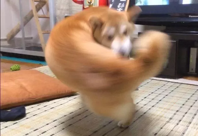 日本「右勾拳柴犬」大家玩得超開心 實體化公仔狂吸讚:好想扭~