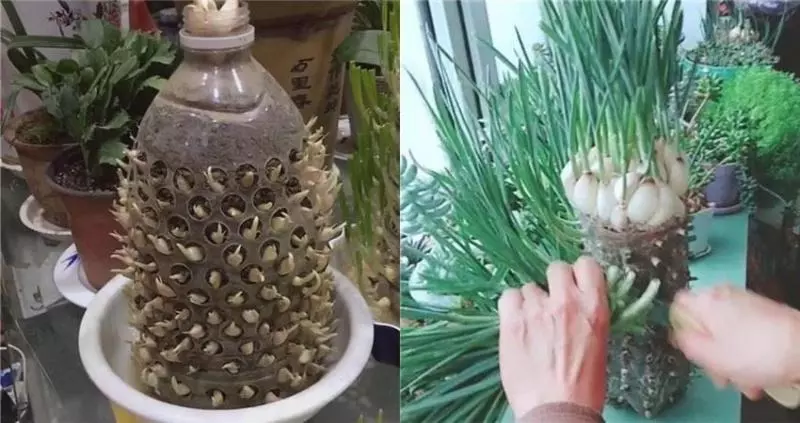 自從媽媽開始用「寶特瓶」種蒜,十天就長出新鮮的蒜苗,鄰居看了都搶著上門討教!