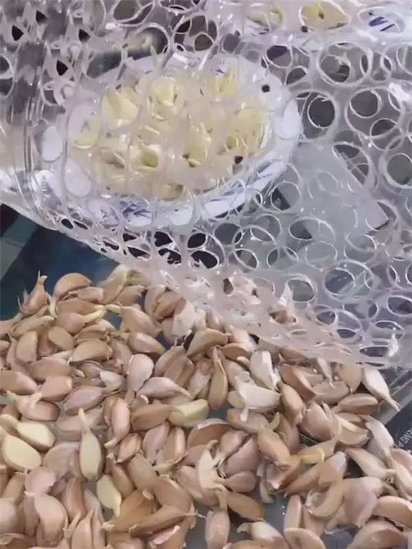 自從媽媽開始用「寶特瓶」種蒜,十天就長出新鮮的蒜苗,鄰居看了都搶著上門討教!