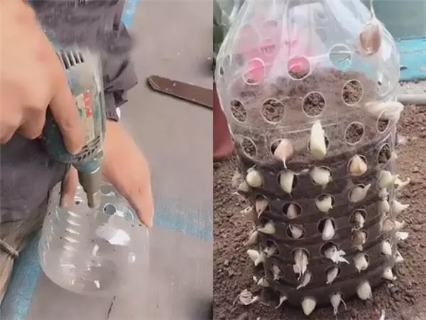 自從媽媽開始用「寶特瓶」種蒜,十天就長出新鮮的蒜苗,鄰居看了都搶著上門討教!