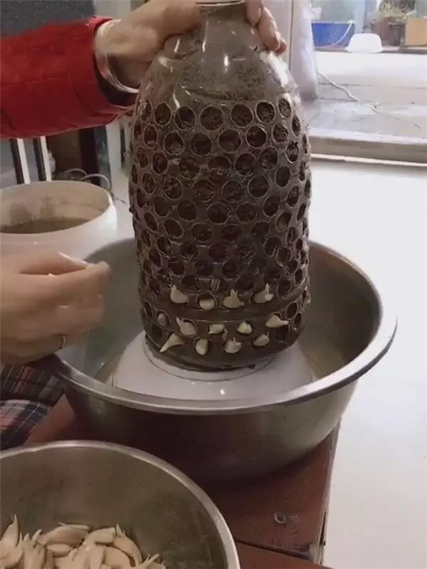 自從媽媽開始用「寶特瓶」種蒜,十天就長出新鮮的蒜苗,鄰居看了都搶著上門討教!
