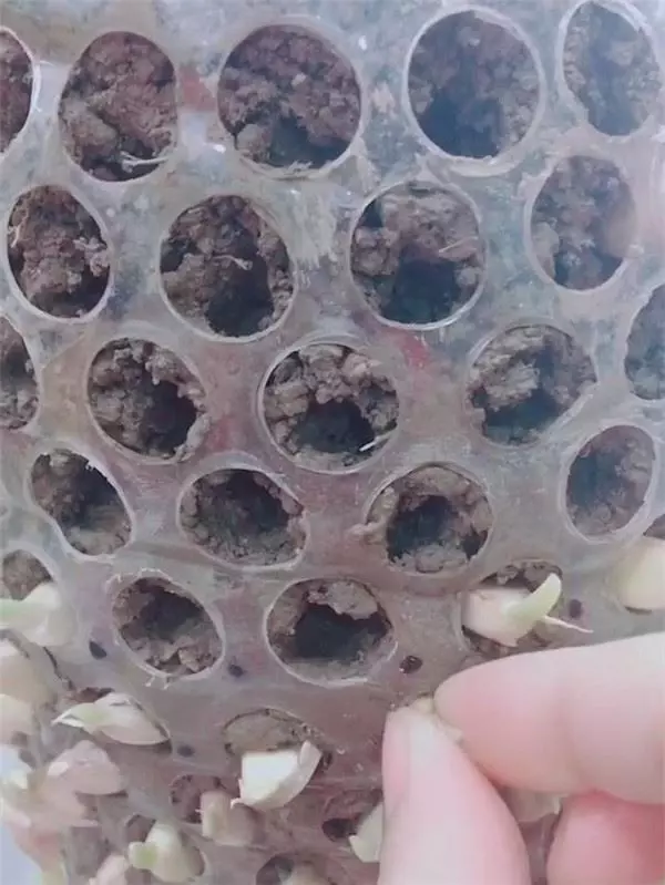 自從媽媽開始用「寶特瓶」種蒜,十天就長出新鮮的蒜苗,鄰居看了都搶著上門討教!