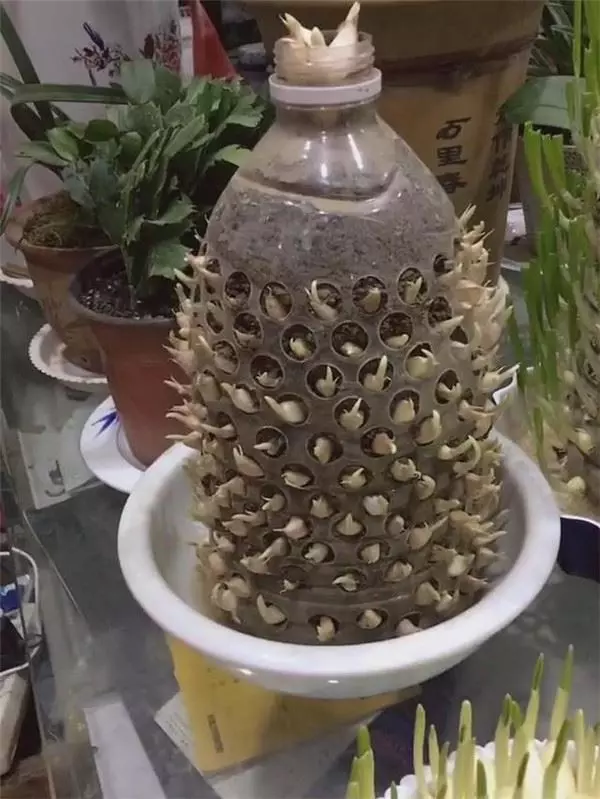 自從媽媽開始用「寶特瓶」種蒜,十天就長出新鮮的蒜苗,鄰居看了都搶著上門討教!