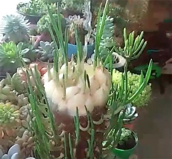 自從媽媽開始用「寶特瓶」種蒜,十天就長出新鮮的蒜苗,鄰居看了都搶著上門討教!