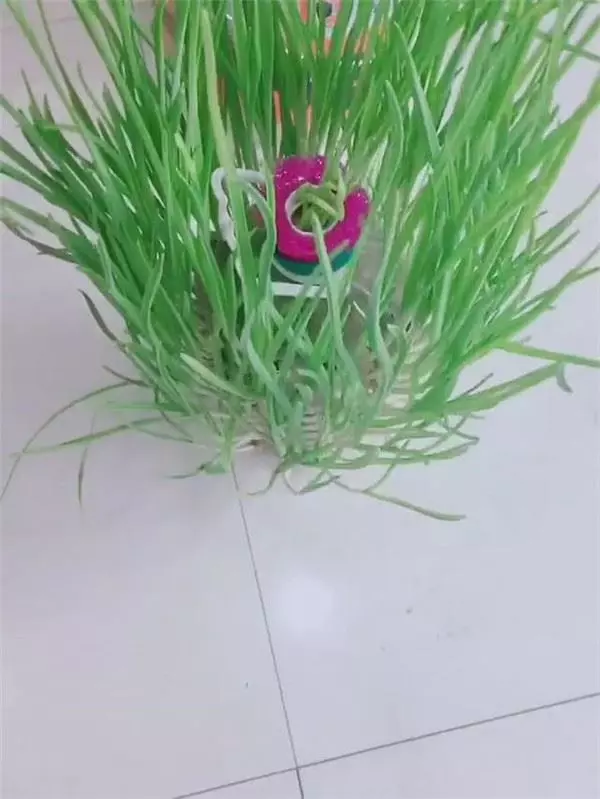 自從媽媽開始用「寶特瓶」種蒜,十天就長出新鮮的蒜苗,鄰居看了都搶著上門討教!