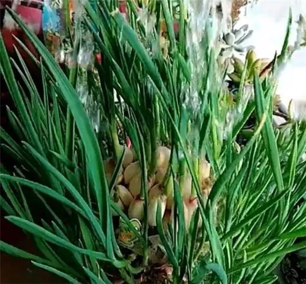 自從媽媽開始用「寶特瓶」種蒜,十天就長出新鮮的蒜苗,鄰居看了都搶著上門討教!