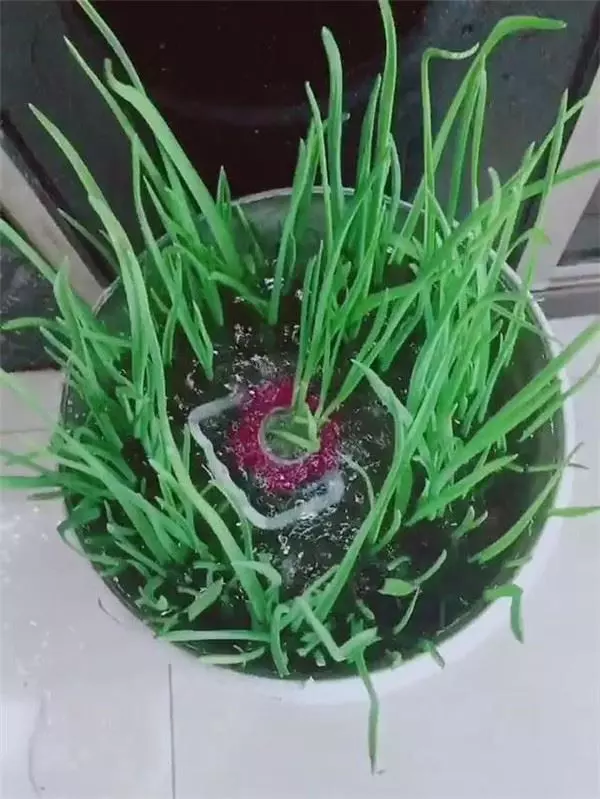 自從媽媽開始用「寶特瓶」種蒜,十天就長出新鮮的蒜苗,鄰居看了都搶著上門討教!