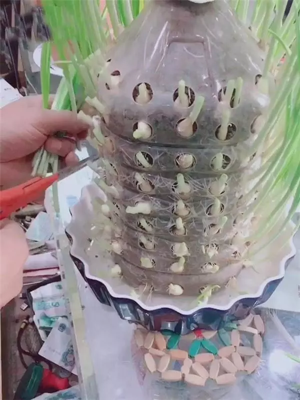 自從媽媽開始用「寶特瓶」種蒜,十天就長出新鮮的蒜苗,鄰居看了都搶著上門討教!