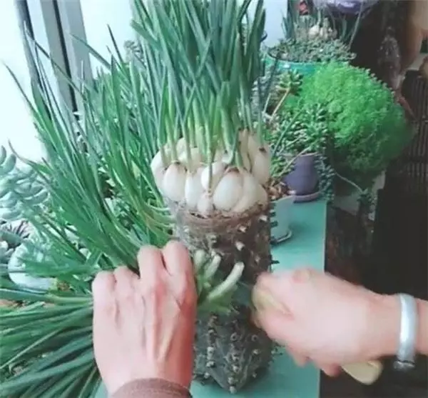 自從媽媽開始用「寶特瓶」種蒜,十天就長出新鮮的蒜苗,鄰居看了都搶著上門討教!