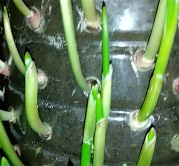 自從媽媽開始用「寶特瓶」種蒜,十天就長出新鮮的蒜苗,鄰居看了都搶著上門討教!
