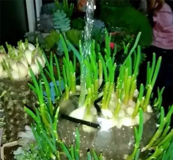 自從媽媽開始用「寶特瓶」種蒜,十天就長出新鮮的蒜苗,鄰居看了都搶著上門討教!