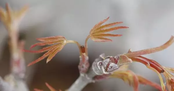 瞭解「摘心、抹芽」目的,盆景造型養護不要進入「修剪」誤區!