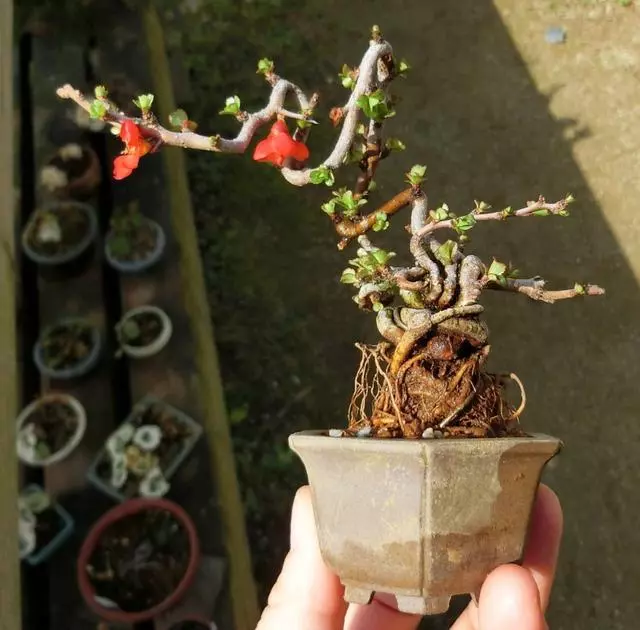 瞭解「摘心、抹芽」目的,盆景造型養護不要進入「修剪」誤區!