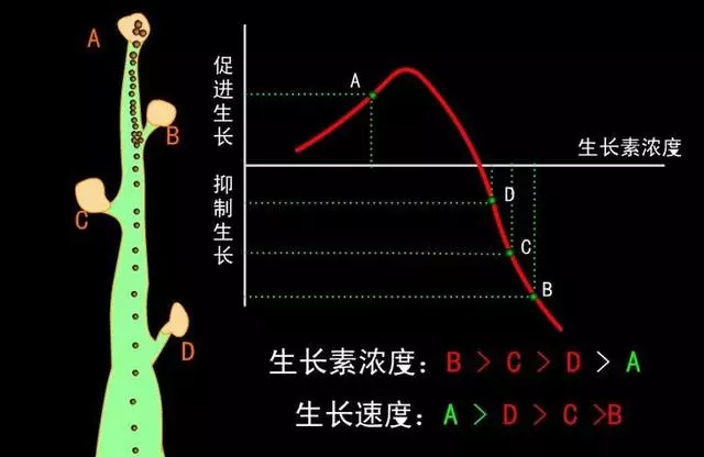 瞭解「摘心、抹芽」目的,盆景造型養護不要進入「修剪」誤區!