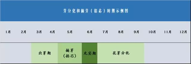 瞭解「摘心、抹芽」目的,盆景造型養護不要進入「修剪」誤區!