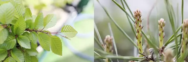 瞭解「摘心、抹芽」目的,盆景造型養護不要進入「修剪」誤區!