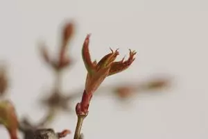瞭解「摘心、抹芽」目的,盆景造型養護不要進入「修剪」誤區!